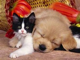 AAHA (American Animal Hospital Association)